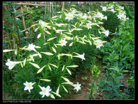 nEO_IMG_DSC0493801.jpg