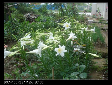 nEO_IMG_DSC04957.jpg