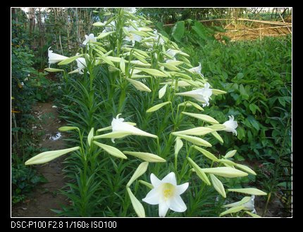 nEO_IMG_DSC05017.jpg