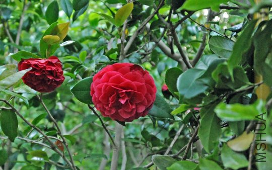 Bella Rosa-SS.jpg