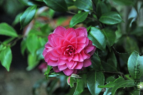 Pink Dalia-SS.jpg