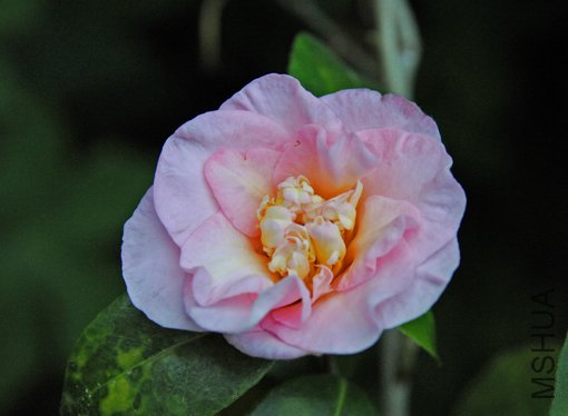 Y&Pink Flower-SS.jpg