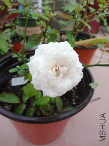 DSC04032.JPG