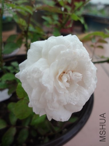 DSC04034.JPG