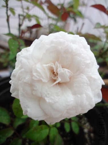 DSC04038.JPG