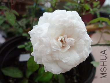 DSC04039.JPG