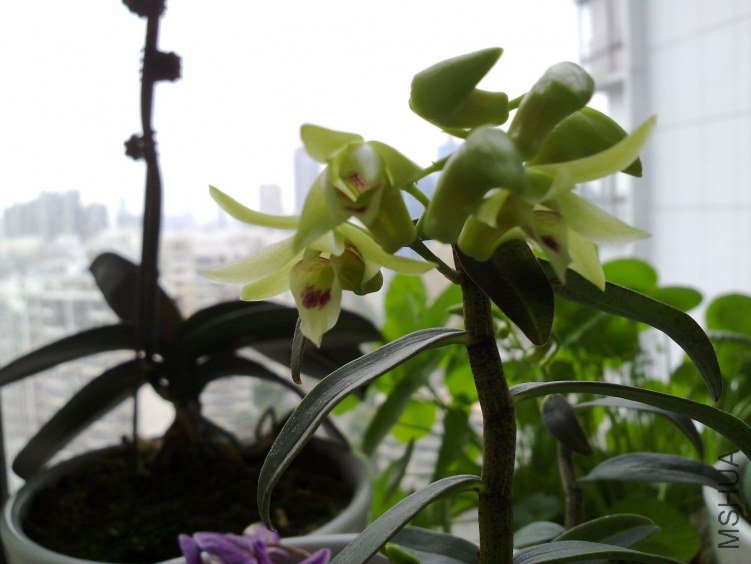 20120521871.jpg