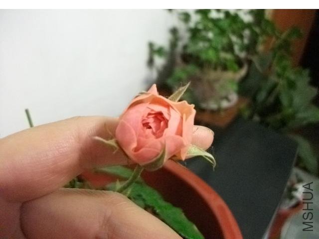 ��Ƭ 254.jpg
