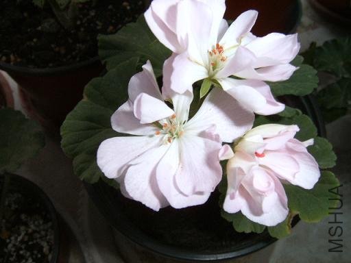 SUC53723.JPG