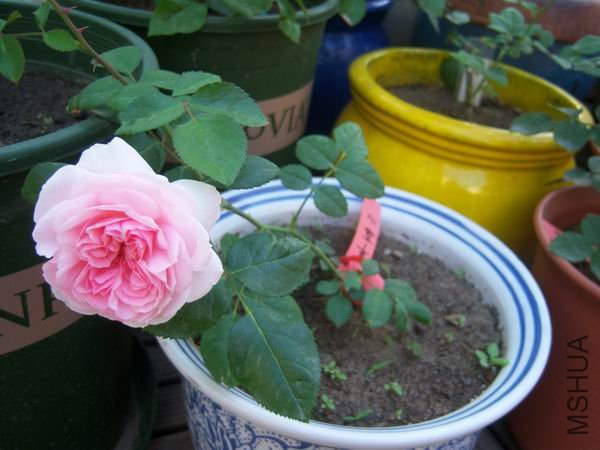 ������С 100_2780.JPG
