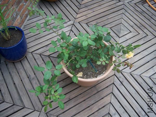 ������С 100_2790.JPG