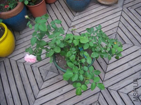 ������С 100_2831.JPG