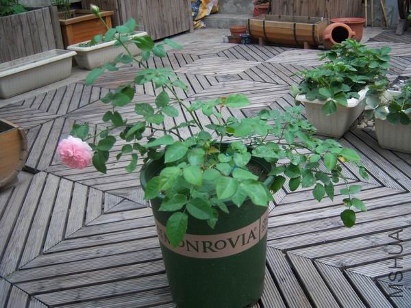 ������С 100_2832.JPG