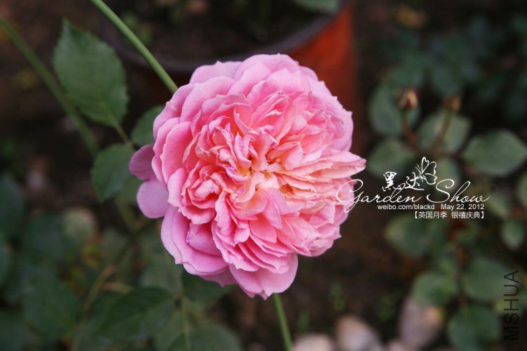 IMG_2913 ����.jpg