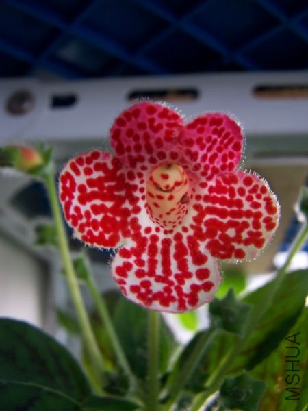 100_8222.jpg
