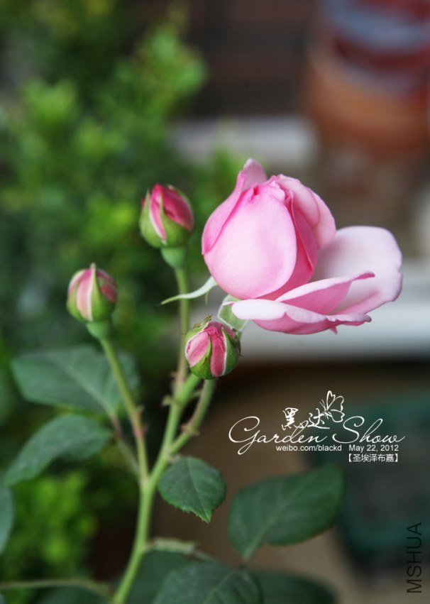 IMG_2885 ����.jpg