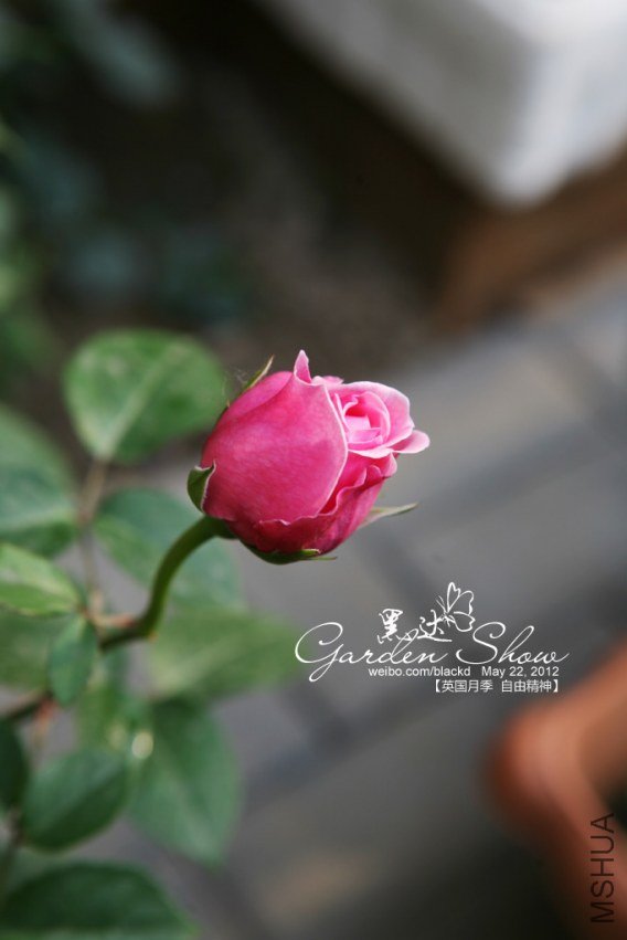 IMG_2910 ����.jpg