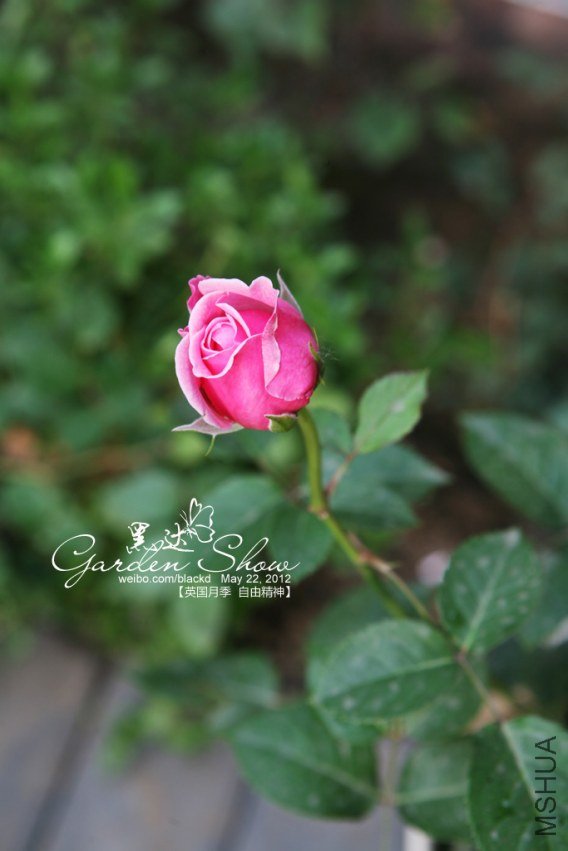 IMG_2894 ����.jpg