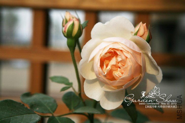 IMG_2930 ����.jpg