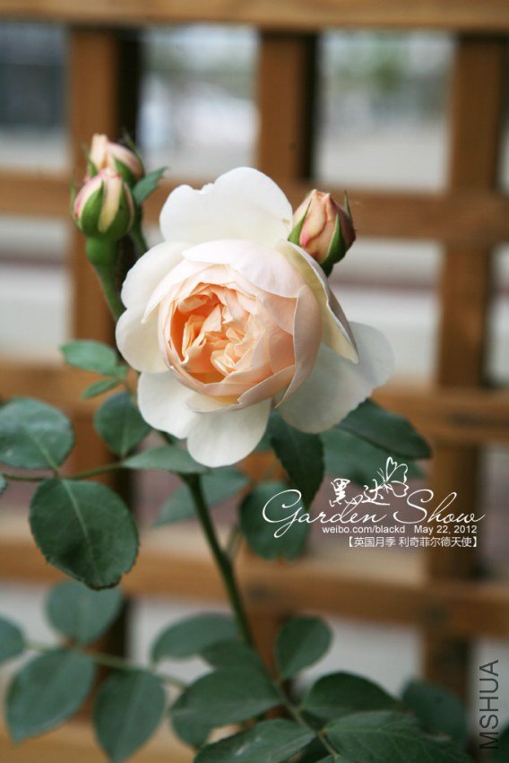 IMG_2887 ����.jpg