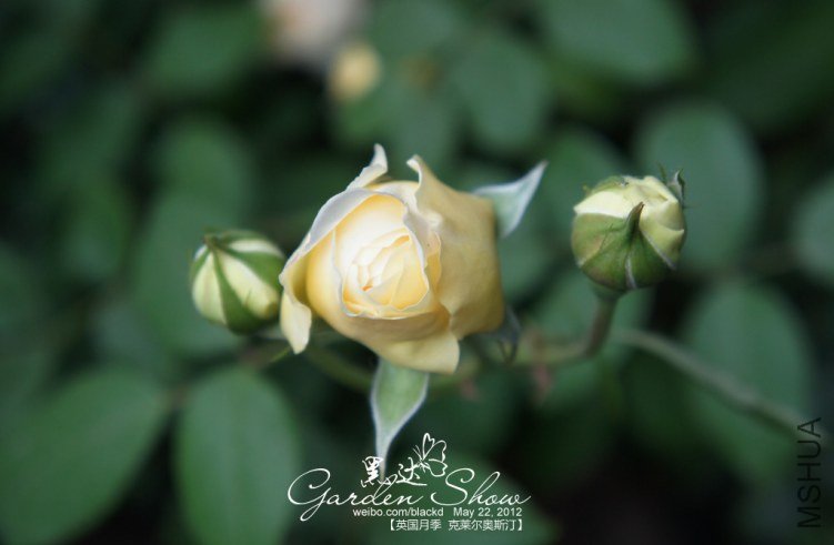 DSC01955 ����.jpg