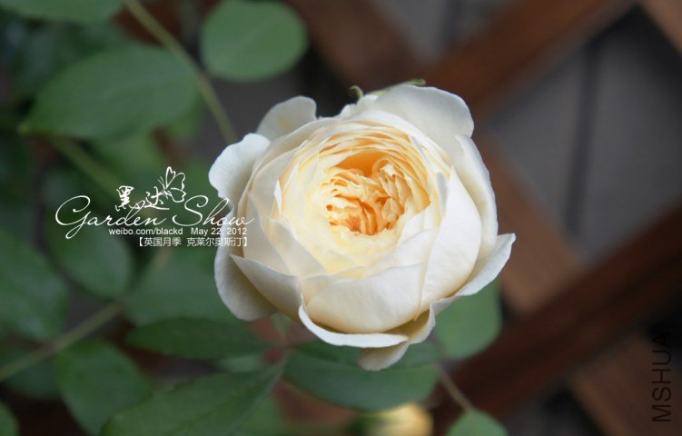 DSC01957 ����.jpg