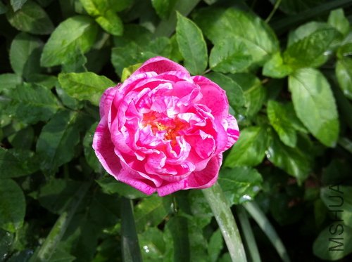 IMG_1000000777.JPG