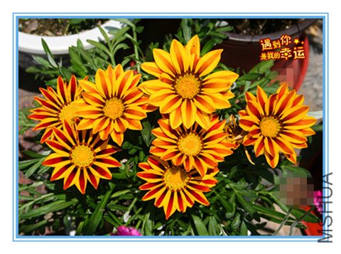 ��Ƭ 007_����ѫ_����.jpg