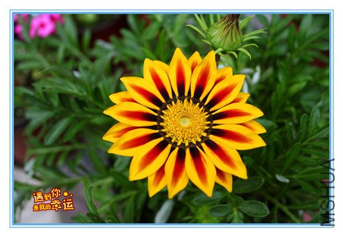 ��Ƭ 007_����ѫ��2_����.jpg