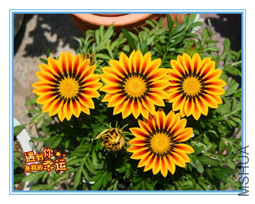 ��Ƭ 008_��ѫ.jpg