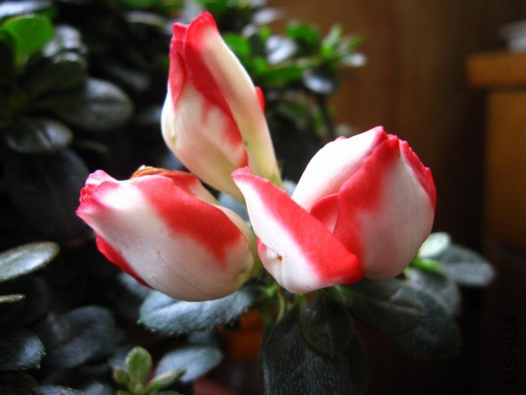 ��Ƭ 0121.JPG