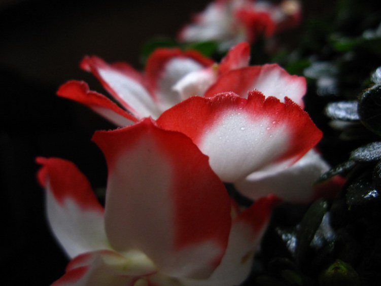 ��Ƭ 0171.JPG