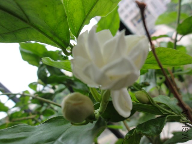 DSC01583.JPG