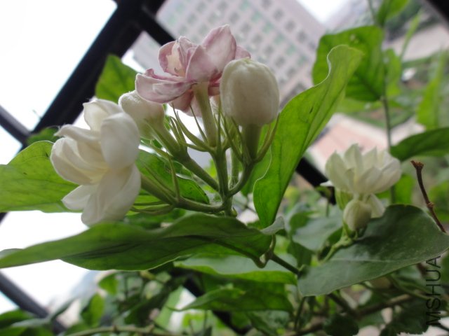 DSC01578.JPG