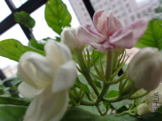 DSC01579.JPG