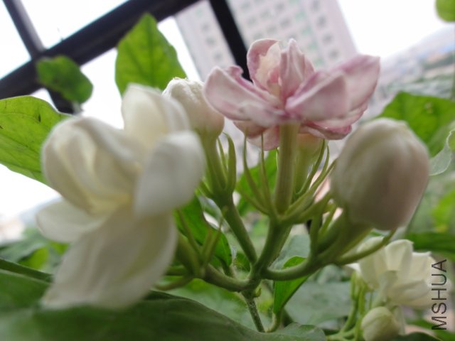 DSC01580.JPG