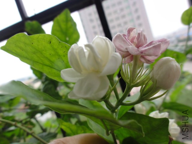 DSC01581.JPG