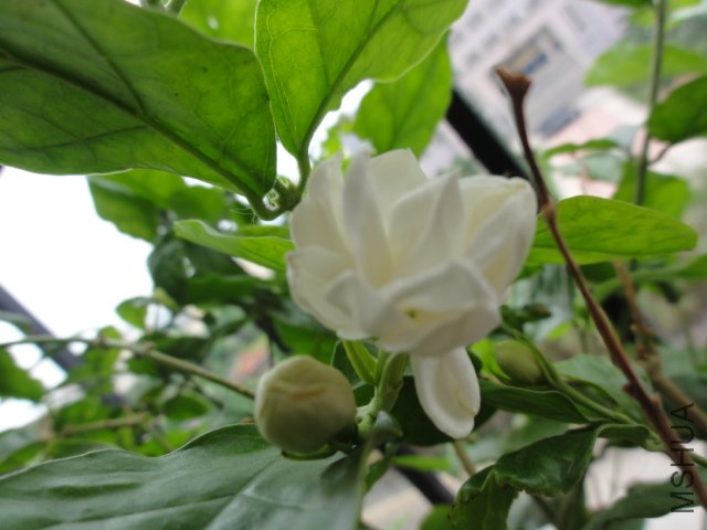 DSC01582.JPG
