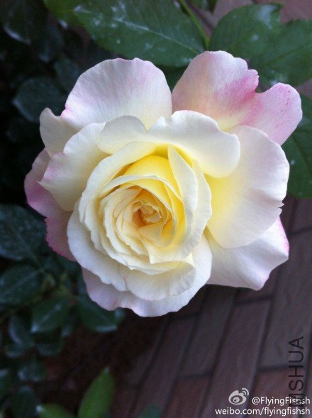 4ab89029jw1dt6qaqxafjj.jpg