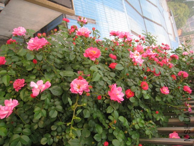 IMG_3424.JPG