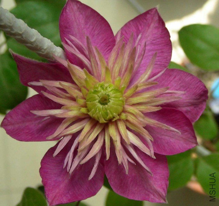 DSCN7955.JPG