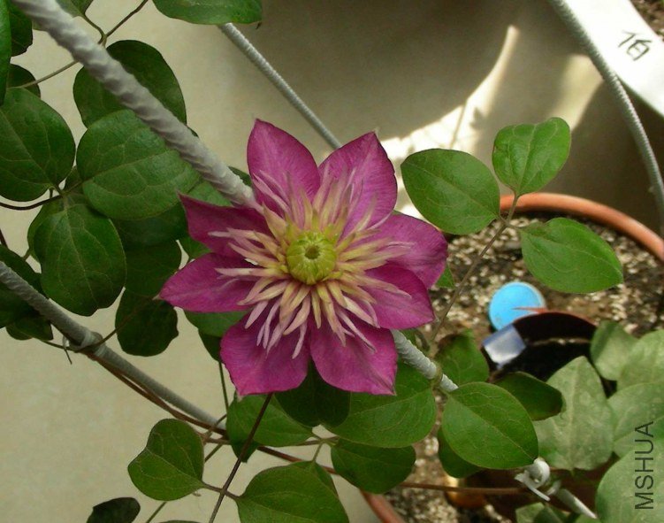 DSCN7956.JPG