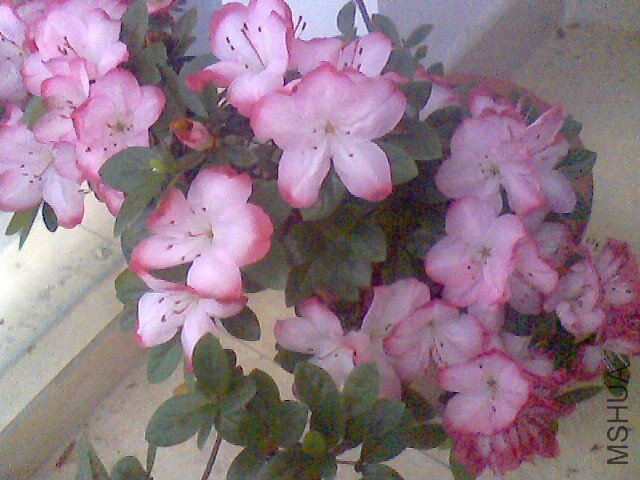 IMG0065A.jpg