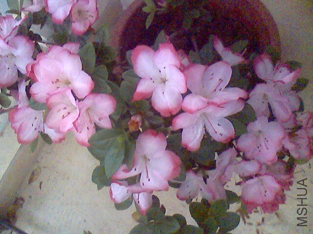 IMG0066A.jpg