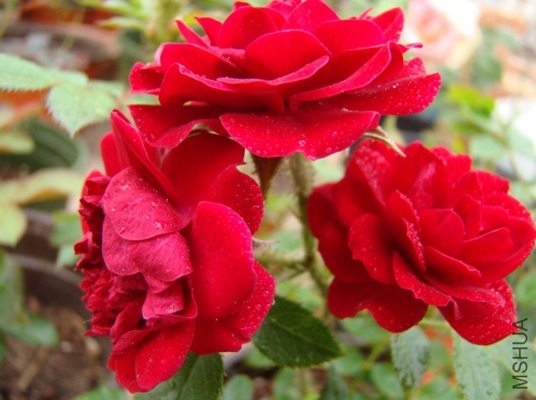 QQ��ͼ20120523092012.jpg
