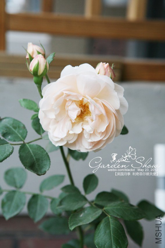 IMG_2942 ����.jpg