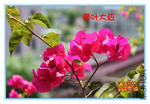 ��Ƭ 077_������Ҷ���.jpg