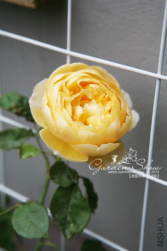 IMG_2938 ����.jpg