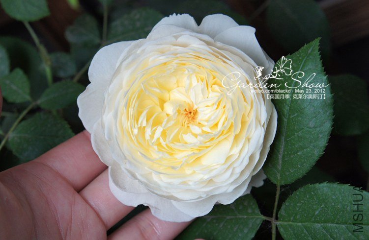 DSC01987 ����.jpg