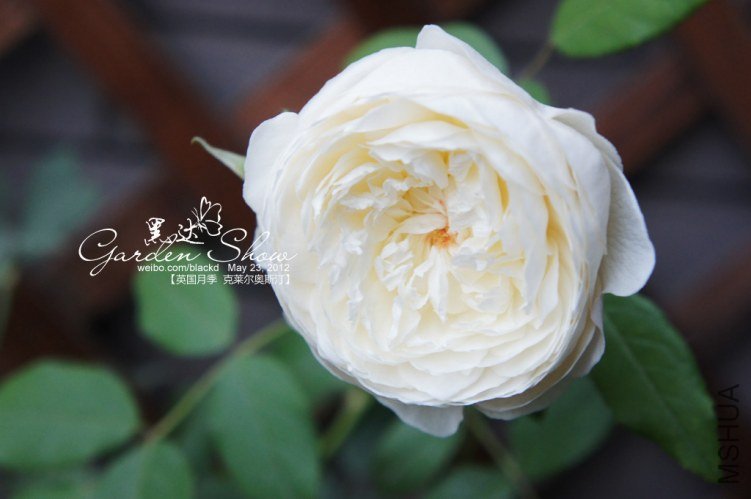 DSC01967 ����.jpg